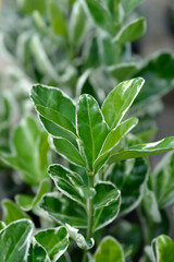 Japanes spindle Kathy