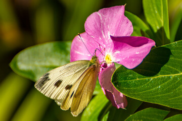Pretty cabbage butterfly sipping nectar from a pink flower