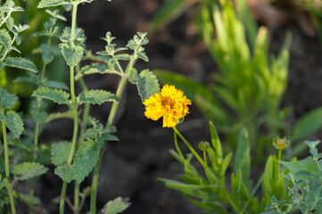 Flowers in the park. Bell flower milk-flowered