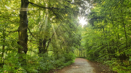 Sun shining through the canopy of a forest onto a forest path