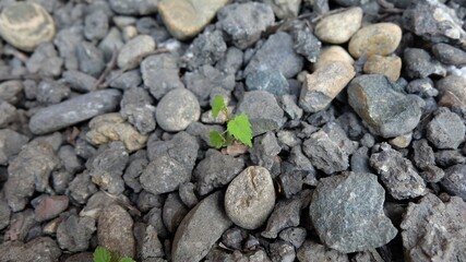 Sprout in the stones