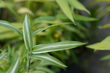 Dwarf white-striped Bamboo