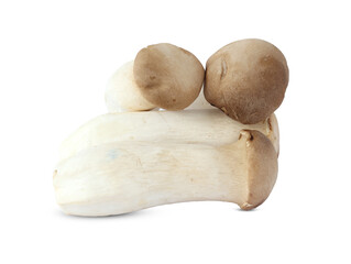 King Oyster mushroom on white background.