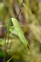 Umbrella bamboo Asian Wonder