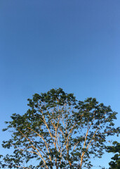 tree in the sky