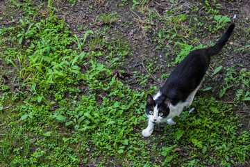 Obraz na płótnie Canvas A black and white wounded and scratched stray cat stands on the green grass in the park and looks at the camera from the bottom up. Abandoned dirty pet. Street cat with green eyes.