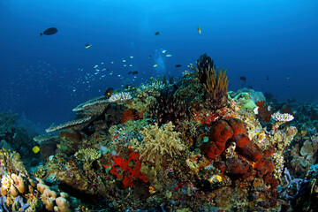 Fototapeta na wymiar Colorful, Healthy Coral Reef in Blue Water. Raja Ampat, Indonesia