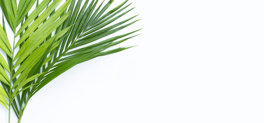 Tropical palm leaves on white copy space.