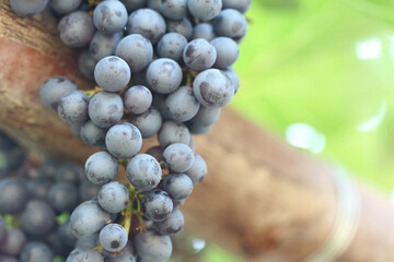 bunch of fresh red grapes fruits on plant