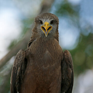 Yellow-billed Kite (Milvus migrans) with open Mouth, from Front, looking into the camera. Kruger Park, South Africa