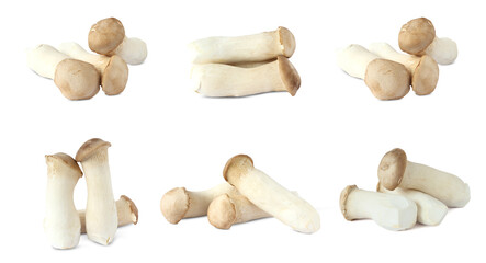 Set of royal oyster mushrooms or eringi mushrooms isolated on a white background.