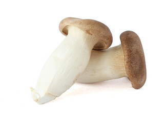 King Oyster mushroom on white background.