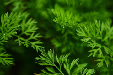 parsley