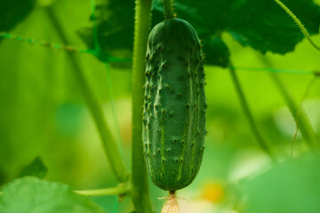 Сucumbers