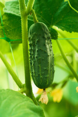 Сucumbers
