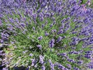 Lavendel Blumen
