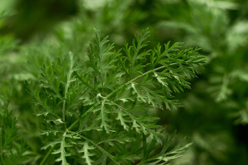 Fototapeta premium parsley