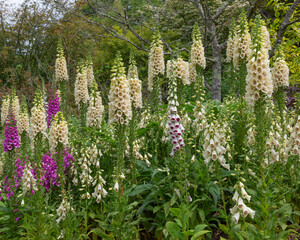 Spires of digitalis, foxglove plants adding volume and colour to the garden borders - obrazy, fototapety, plakaty