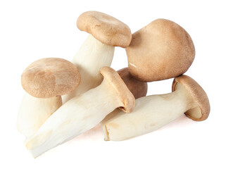 King Oyster mushroom on white background.