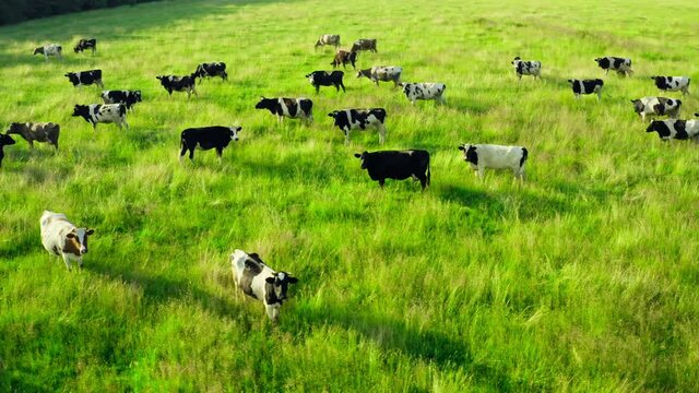 Cow animal cattle graze nature sun field farm meat milk grass