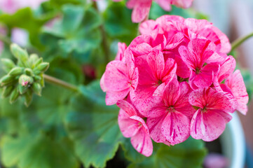 Pink geranium with green leaves. Flowers nature