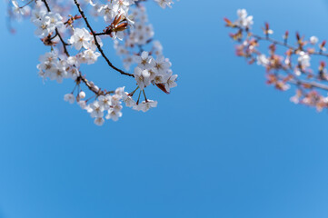 桜　　