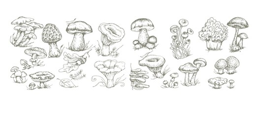 mushrooms vector graphics hand drawn. Print textile illustration background set coloring engraving vintage retro collection forest nature food