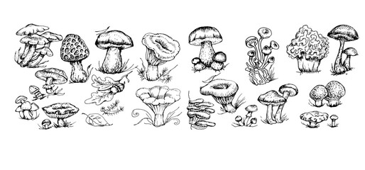 mushrooms vector graphics hand drawn. Print textile illustration background set coloring engraving vintage retro collection forest nature food