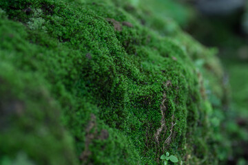 selective focus beautiful green moss on the floor, moss closeup, macro. Beautiful background of moss for wallpaper.