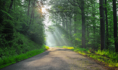 Sonnenstrahlen fallen auf einen Weg im Wald