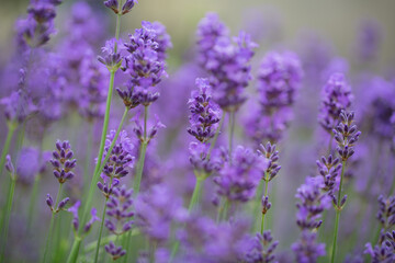 Close up isolated image of lavender blooms, shot with large apperture to concentrate on mid flowers and fade out the rest