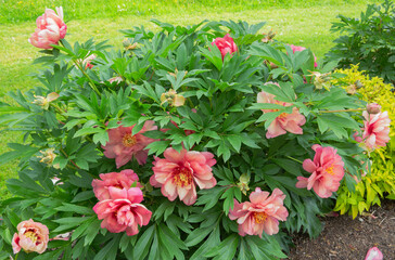 Paeonia mock orange yellow, an intersectional hybrid peony, which produces large peachy orange large flower © David Maddock