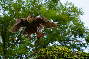 Uhu auf Jagd,  erbeutet Turmfalke