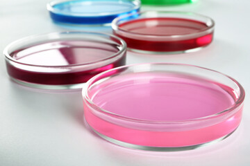 Petri dishes with colorful liquids on white background, closeup