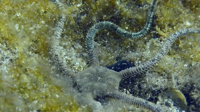 Brittle Star lies on seabed overgrown with brown algae, then slowly crawls out of frame, extreme close-up. Mediterranean.