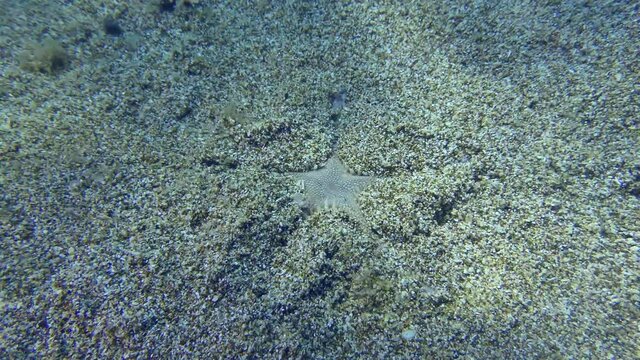 Sand Starfish or Slender sea star (Astropecten spinulosus) buries in a sandy bottom in shallow water, time-lapse.