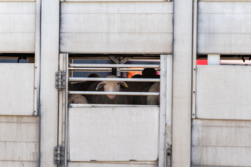 Livestock truck with sheep poking out of the vents.