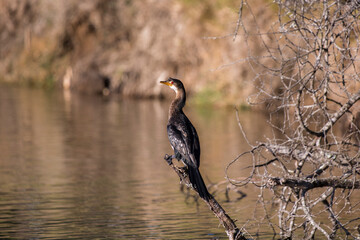 African Reed Cormorant (Microcarbo africanus) sitting on a branch in a river