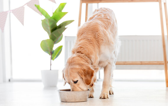 Golden retriever dog eating