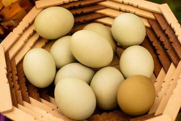 The homemade eggs of the Araucana chicken
