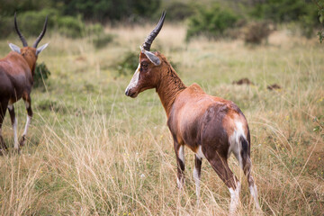Naklejka na ściany i meble Blesbok or Blesbuck (Damaliscus pygargus phillipsi) antelope standing in the grassland