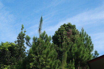pine tree in the sky