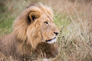 Old male lion lying down in the grass looking away closeup