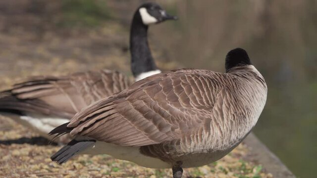 A pair of Canadian geese sitting and standing
