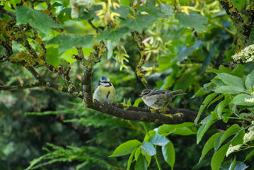 Two Eurasian blue tit birds, adult and baby chick "Cyanistes caeruleus". On branch covered with yellow lichen with fresh green leaves in garden in Ireland