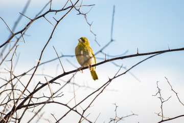 Village Weaver (Ploceus cucullatus) yellow bird perched in a tree with blue sky background