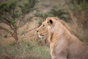 Young male lion looking out over the plains, side view with a thorn tree and tall grass in the...