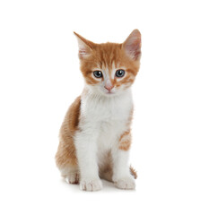 Fototapeta premium Cute little kitten sitting on white background