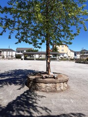 &Aacute;rbol decorativo en los jardines de Guitiriz, Galicia