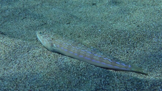 Atlantic Lizardfish or Bluestriped Lizard (Synodus saurus) lies on a sandy bottom, shallow water, sunbeams. Mediterranean.